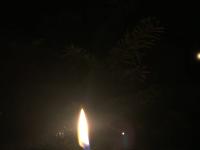 DFV rät: Trockenes Tannengrün entsorgen