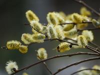 Frohe Ostern